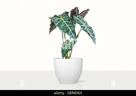 Schöne Alocasia Pflanze im Topf am Tisch isoliert Stockfoto