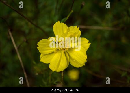 Gelbe Cosmos Blume (Cosmos sulfureus) im Garten Nahaufnahme Stockfoto