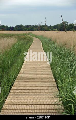 Erhöhte Holzplanke Holzsteg mit Drahtgeflechtung durch einen Sumpf von hauptsächlich gemeinen Schilf (Phragmites australis) bedeckt. Hintergrund der Bäume in t Stockfoto