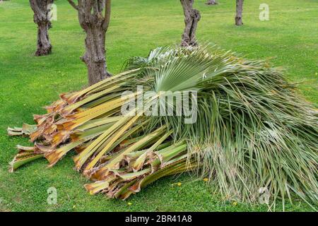 Alte Schnittpalmenblätter liegen auf dem grünen Gras. Stockfoto