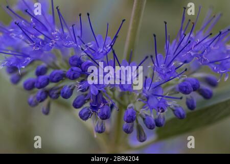 Bartblume, Caryopteris clandonensis, Heavenly Blue Stockfoto