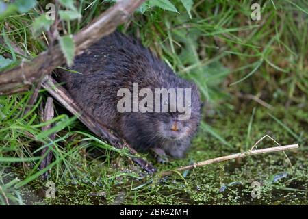 Nördliche Wassermaus (Arvicola terrestris) Stockfoto