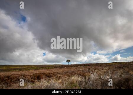 Lone Pine Tree auf Commondale Moor, North York Moors National Park, Yorkshire, England Stockfoto