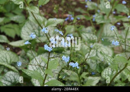 Jack Frost, Großblättriges Kaukasus-Vergissmeinnicht (Brunnera macrophylla) Kaukasusvergissmeinnicht Stockfoto