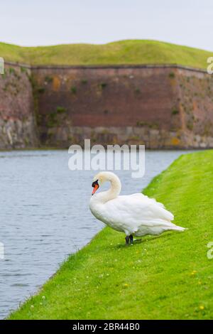 Schwan in der Nähe des Schutzgrabens mit Wasser rund um das Schloss. Schwan ist ein Zugvogel in der Nähe eines Stausees in Europa. Swan ruht in der Nähe des Teiches. Stockfoto