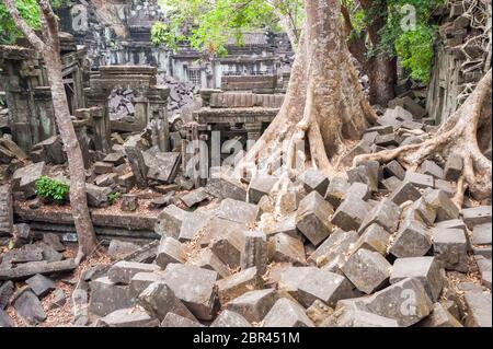 Seidenbaumwurzeln wachsen über einem Haufen Steinblöcke im unrestaurierten Jungle Temple von Beng Mealea. Angkor, UNESCO-Weltkulturerbe, Kambodscha. Stockfoto