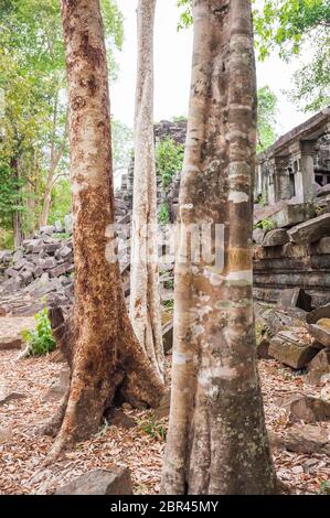 Blühende Bäume im Dschungeltempel von Beng Mealea. Angkor, UNESCO-Weltkulturerbe, Provinz Siem Reap, Kambodscha, Südostasien Stockfoto