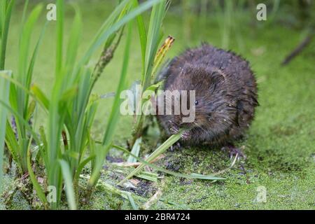 Nördliche Wassermaus (Arvicola terrestris) Stockfoto