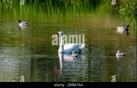 East Lothian, Schottland, Vereinigtes Königreich. Mai 2020. UK Wetter: Mute Schwanenpaar zeigen ihre Tage alten Cygnets in einem Reservoir in Sonnenschein am wärmsten Tag des Jahres bisher mit Temperaturen erreichen 22 Grad. Die vier Cygnets schlüpften am Montag, viel später als anderswo Stockfoto