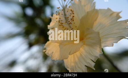 Nahaufnahme von blassgelben Hibiskusblüten in voller Blüte. Stockfoto