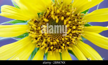 Nahaufnahme von Scheiben Florett einer Sonnenblume. Stockfoto