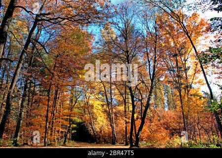 Weg durch einen lichtdurchfluteten Laubwald im Herbst Weg durch einen lichtdurchfluteten Laubwald im Herbst Stockfoto