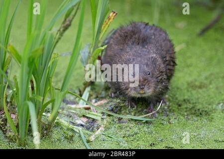 Nördliche Wassermaus (Arvicola terrestris) Stockfoto