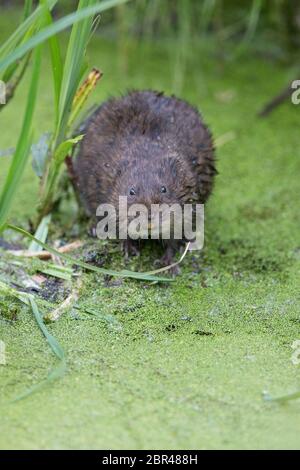 Nördliche Wassermaus (Arvicola terrestris) Stockfoto