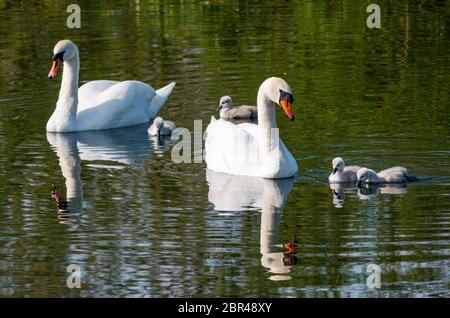 East Lothian, Schottland, Vereinigtes Königreich. Mai 2020. UK Wetter: Mute Schwanenpaar zeigen ihre Tage alten Cygnets in einem Reservoir in Sonnenschein am wärmsten Tag des Jahres bisher mit Temperaturen erreichen 22 Grad. Die vier Cygnets schlüpften am Montag, viel später als anderswo Stockfoto