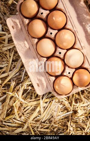 Karton mit gesunden braunen Eier vom Bauernhof gefüllt angezeigt auf sauberem Stroh von oben mit Kopie Raum gesehen Stockfoto