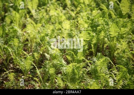 Ein Feld mit den Europäischen Farn, Ostrich fern über den Waldboden. Stockfoto