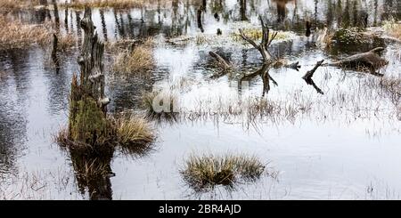 Wasserlandschaft in Pietzmoor bei Schneverdingen Stockfoto