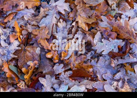 Nasse Blätter im Herbst von oben gesehen Stockfoto