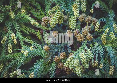 Grünlich geforkte Äste mit Pollen Kegel und Samen von Cryptomeria japonica allgemein bekannt als japanische Zeder oder Sugi Stockfoto