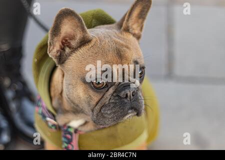 Süße französische Bulldogge im Hoodie sitzendes Porträt Stockfoto