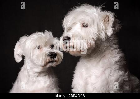 Tierporträt von zwei weißen Schnauzer-Hunden auf dunklem Hintergrund. Stockfoto