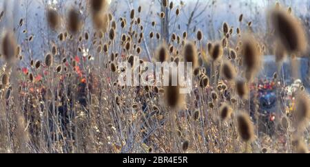 Sere karde Pflanzen im Herbst Stockfoto