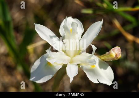 Übersicht über eine seltene Form von weißen Berbernussblüten (Gynandriris sisyrinchium) auf einem natürlichen Hintergrund. Auch bekannt als Iris sisyrinchium oder Moraea si Stockfoto