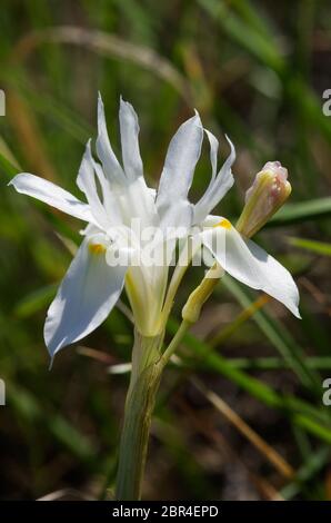 Profilansicht einer seltenen Form von weißer Barbarennussblume (Gynandriris sisyrinchium) auf natürlichem Hintergrund. Auch bekannt als Iris sisyrinchium oder Morae Stockfoto