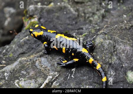 Feuersalamander in Wien Holz, in natürlicher Umgebung Stockfoto