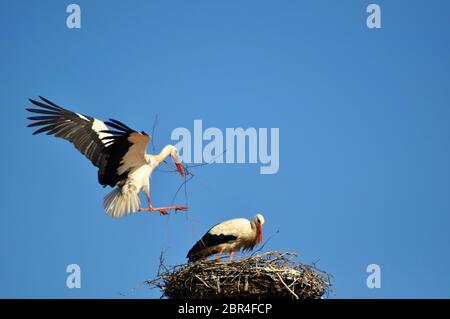 Österreich, Storchennest auf dem Dach im Dorf Rust Stockfoto