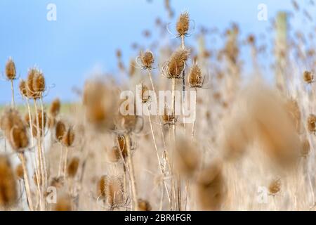 Sere karde Pflanzen im Herbst Stockfoto