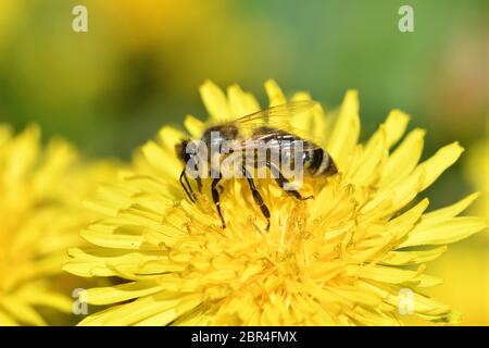 Honigbiene fliegt auf blühenden Löwenzahn und sammeln Pollen Makro Stockfoto