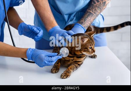 Katzenkardiologie. Tierarzt mit Krankenschwester, die dem Herzschlag des Patienten in der Tierklinik zuhört, Nahaufnahme Stockfoto