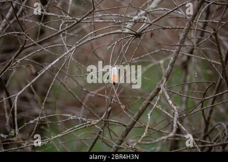 Orange und weiß Schwimmer in einem Baum im Winter aufgehängt Stockfoto