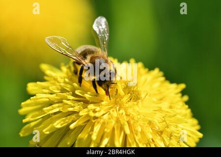 Honigbiene fliegt auf blühenden Löwenzahn und sammeln Pollen Makro Stockfoto