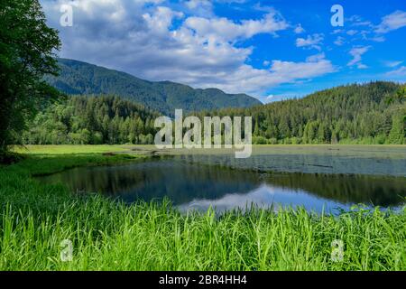 Lower Marsh, Minnekhada Regional Park, Coquitlam, British Columbia, Kanada Stockfoto