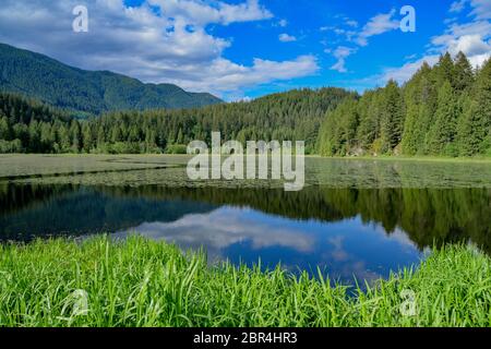 Lower Marsh, Minnekhada Regional Park, Coquitlam, British Columbia, Kanada Stockfoto