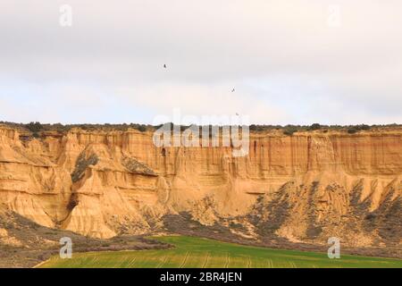 Markante Landformen und mehrere Gänsegeier (Gyps fulvus) in ihrem natürlichen Lebensraum im UNESCO Biosphärenreservat Bardenas Reales in Spanien Stockfoto