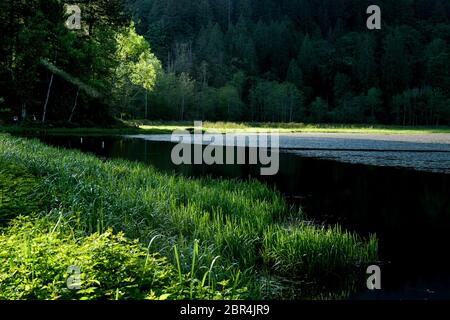 Lower Marsh, Minnekhada Regional Park, Coquitlam, British Columbia, Kanada Stockfoto