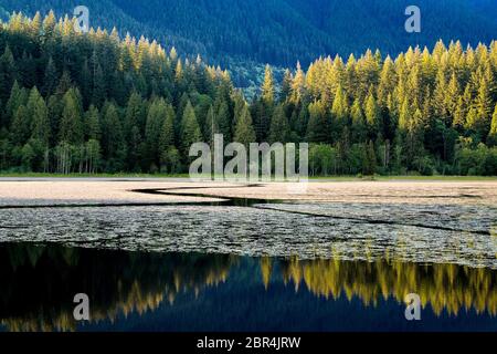 Lower Marsh, Minnekhada Regional Park, Coquitlam, British Columbia, Kanada Stockfoto