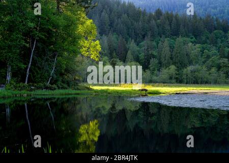 Lower Marsh, Minnekhada Regional Park, Coquitlam, British Columbia, Kanada Stockfoto