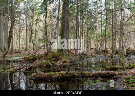 Frühling nass Mischwald mit stehendem Wasser und tote Bäume teilweise abgelehnt, Białowieża Wald, Polen, Europa Stockfoto