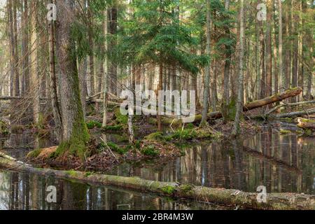 Frühling nass Mischwald mit stehendem Wasser und tote Bäume teilweise abgelehnt, Białowieża Wald, Polen, Europa Stockfoto