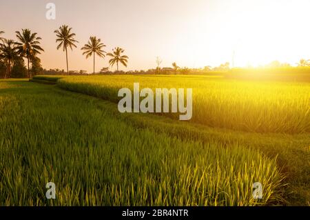 Rohreis Feld in der frühen Phase, in Bali, Indonesien. Kokosnuss Baum im Hintergrund in den Sonnenuntergang. Stockfoto