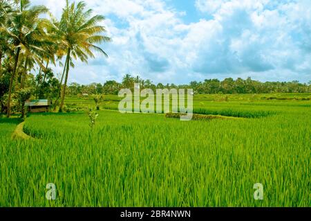 Rohreis Feld in der frühen Phase, in Bali, Indonesien. Kokosnuss Baum im Hintergrund. Stockfoto