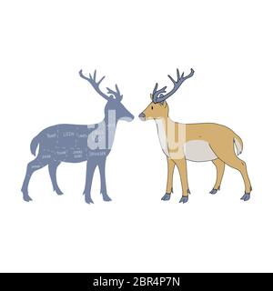 Niedlicher französischer Bauernhirsch mit Metzgerdiagramm Vektor Clipart. Handgezeichnete, schäbige, schicke Landhausküche. Illustration von Wildvieer Stock Vektor