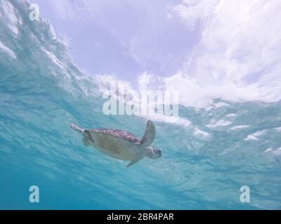 Sea Turtle schwimmen frei im blauen Ozean. Hawksbill Sea Turtle, Eretmochelys imbricata ist es, die gefährdeten Arten. Stockfoto