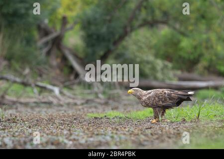 Nach Seeadler, halitaeetus Albicilla, in natürlicher Umgebung bei einem gehaltenen Fische. Wild Bird im Sommer. Stockfoto