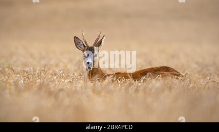 Rehe, Hyla arborea, Buck, die sich im hohen Feld Struktur im Sommer kauen. Wildes Tier in einem landwirtschaftlichen Gebiet im Sommer versteckt. Stockfoto